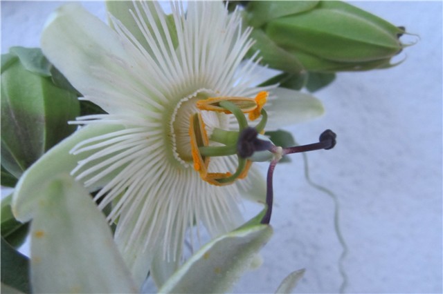 Passiflora